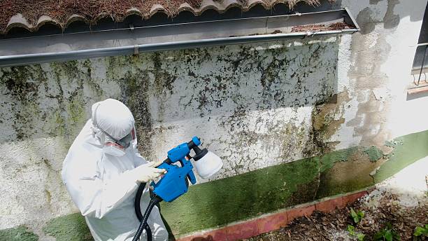 Trusted Commercial Mold Remediation service in Algonquin, IL - Cheap Mold Removal
